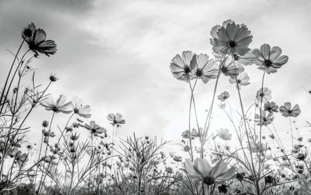 flowers monochrome photograph.