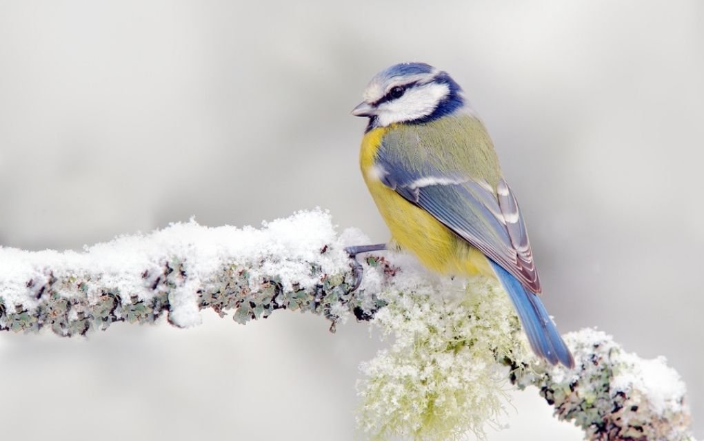 winter wildlife photography ideas.