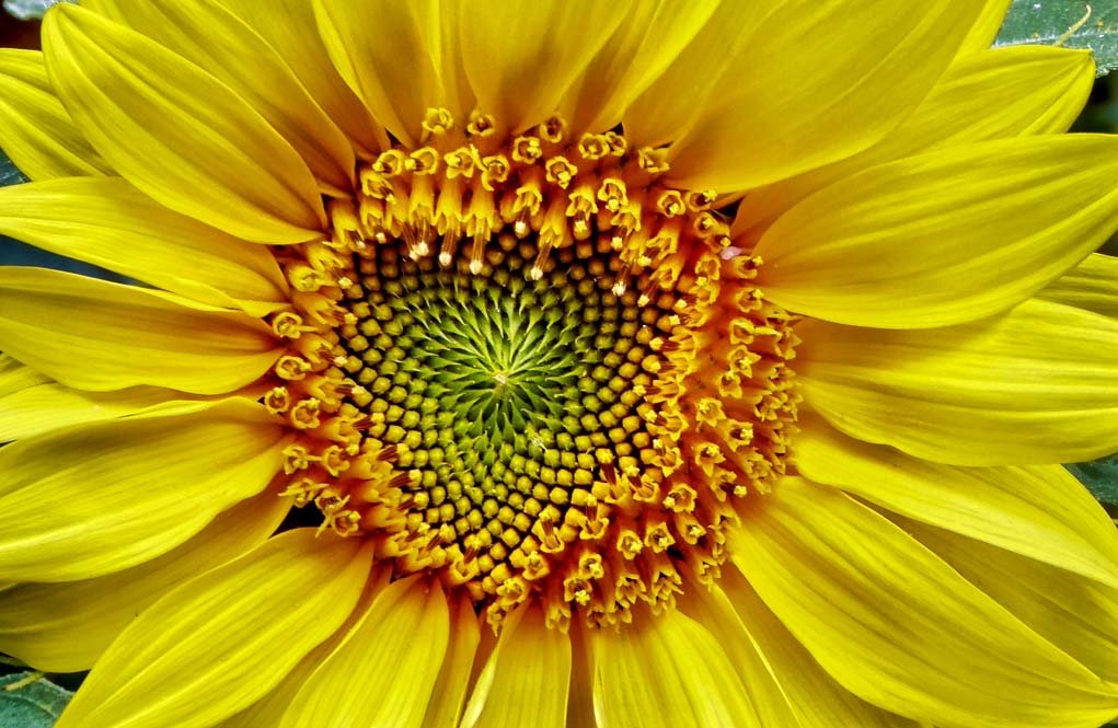 close up image of a yellow flower in the center of the frame.