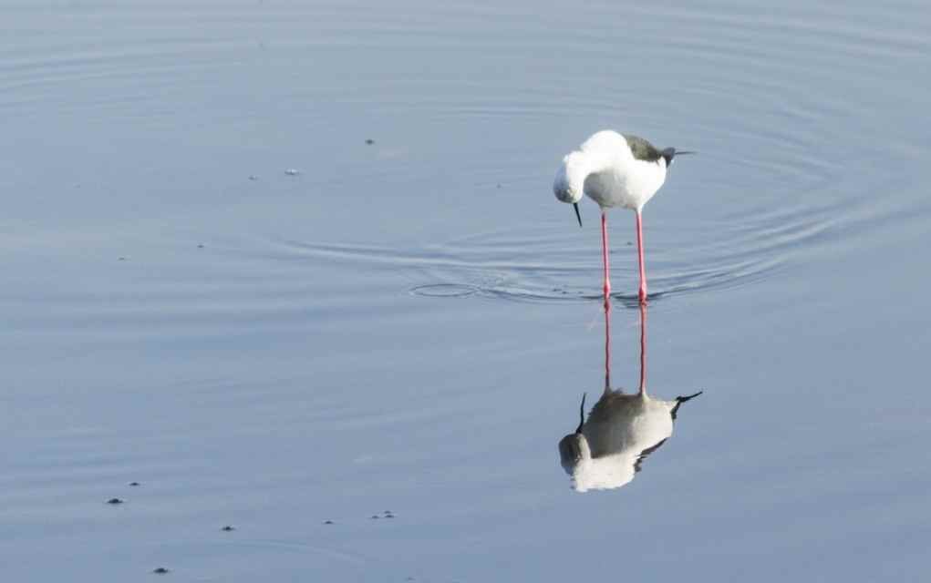 reflection of a bird in the water.