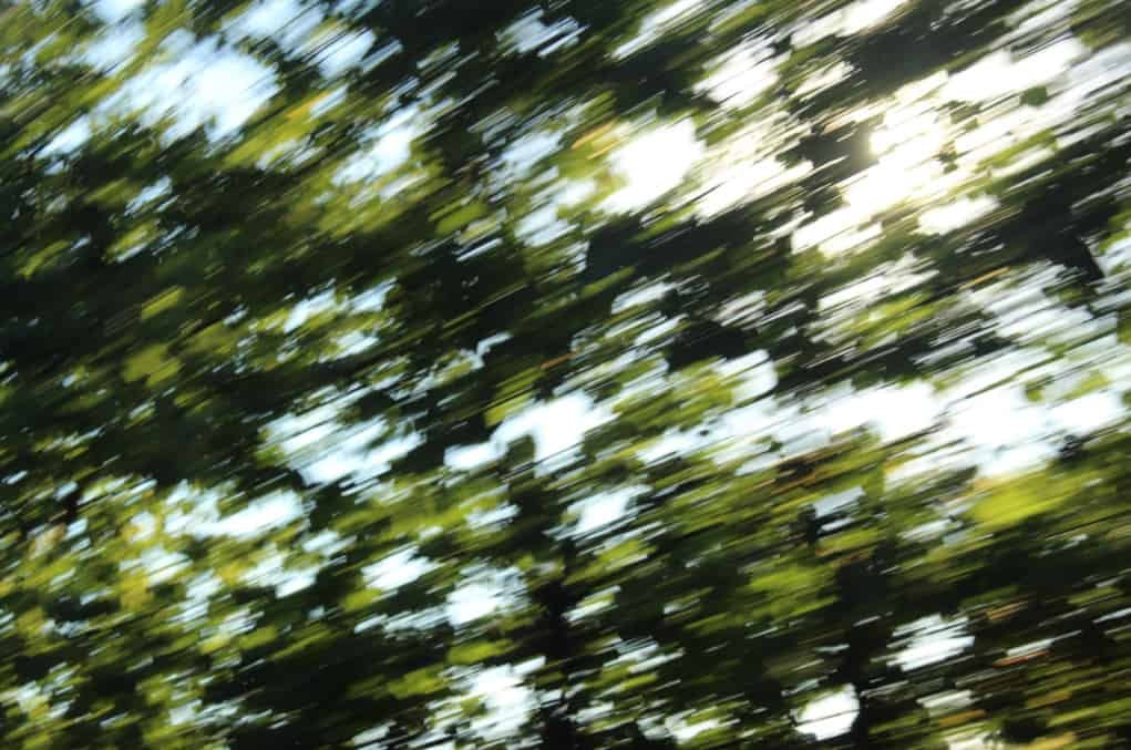 Blurry trees from camera shake.
