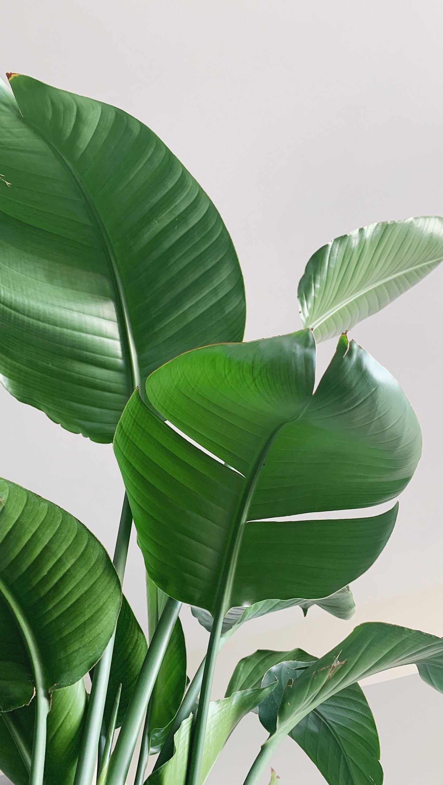 smartphone photograph of plants taken by Devon Steele