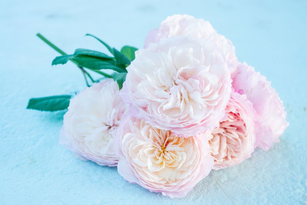 soft pink flowers.