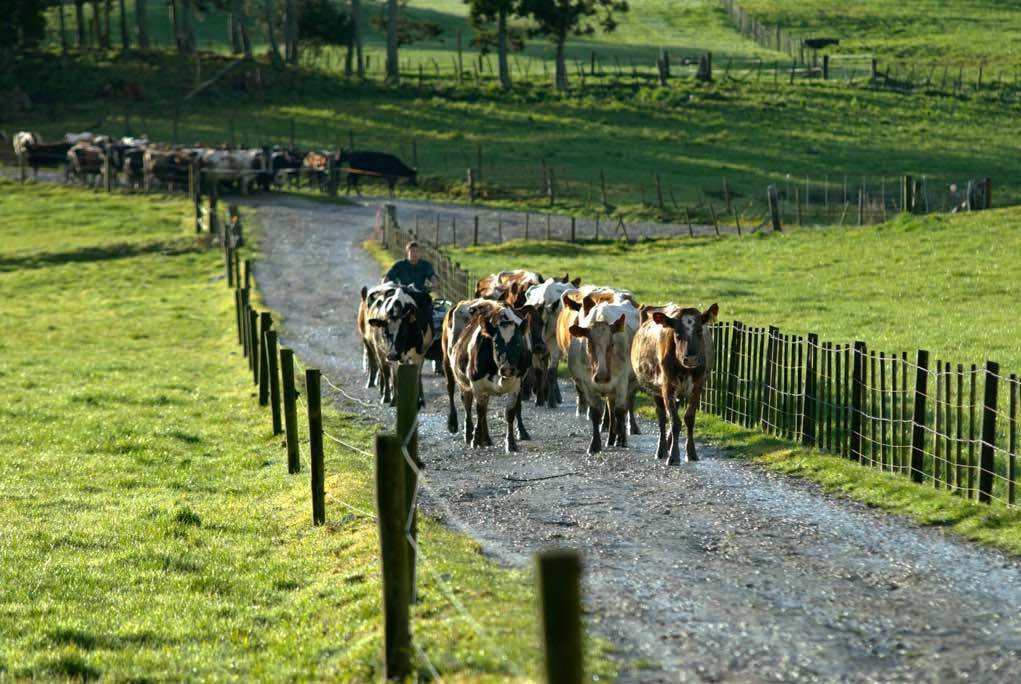 cows walking on farm streets in New Zealand