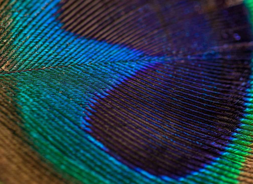 texture of a peacock feather