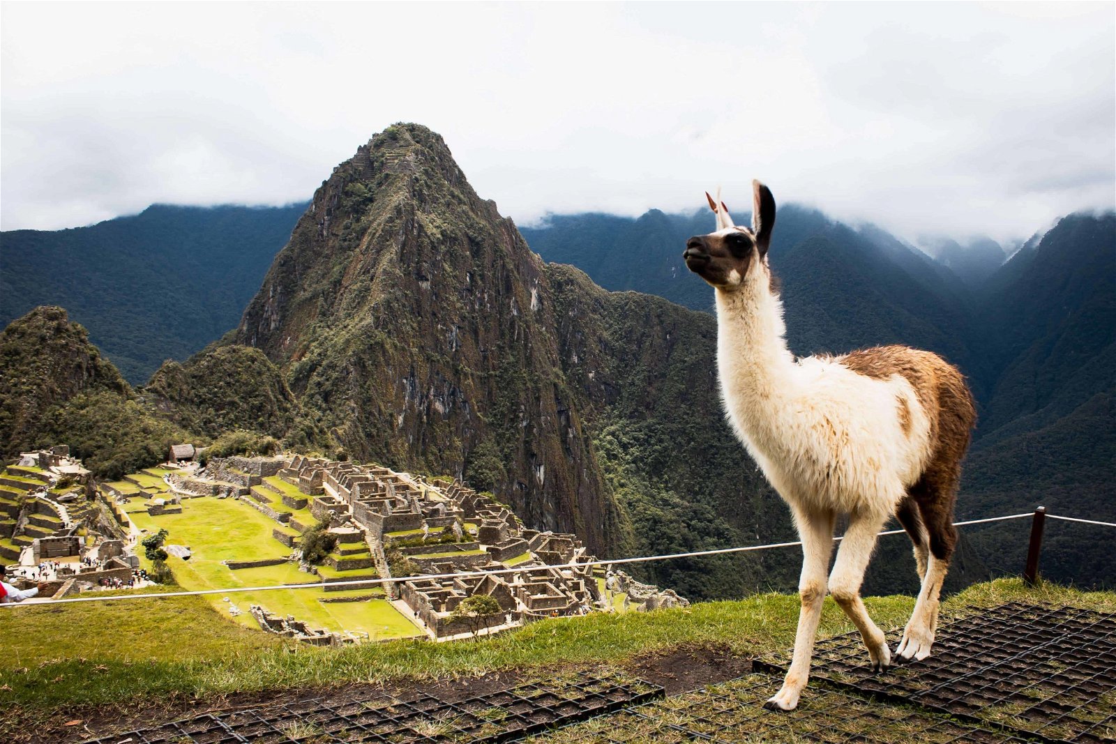 Have patience is the perfect photography tip for beginners. You'll be rewarded with great images like this llama in front of Machu Picchu.