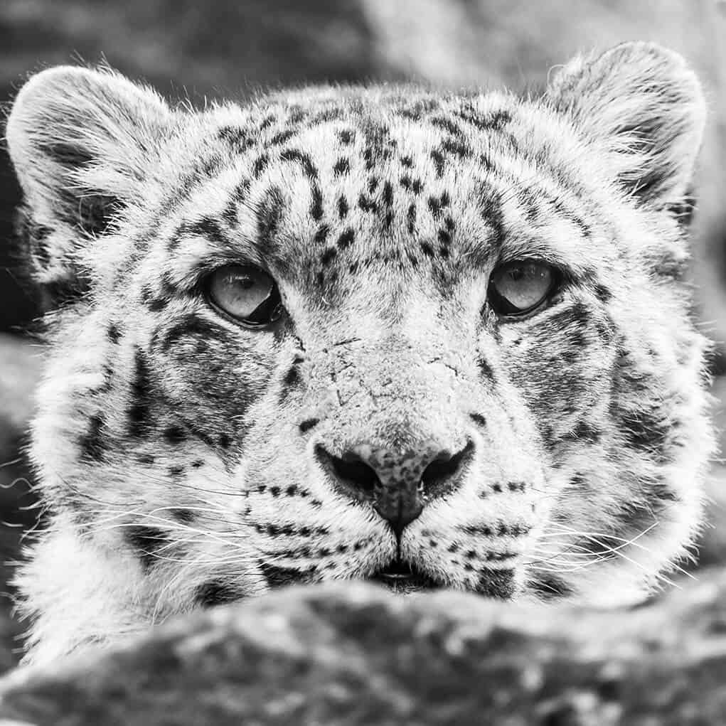 black and white vintage photo of snow leopard.