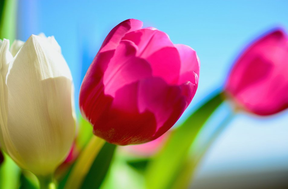flowers.
