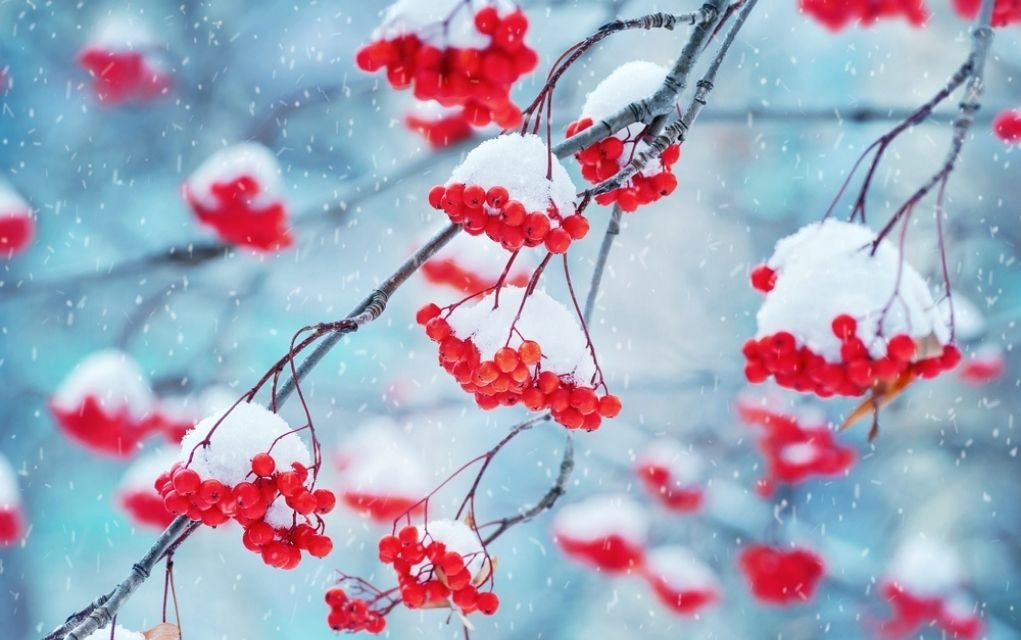 macro winter photos.