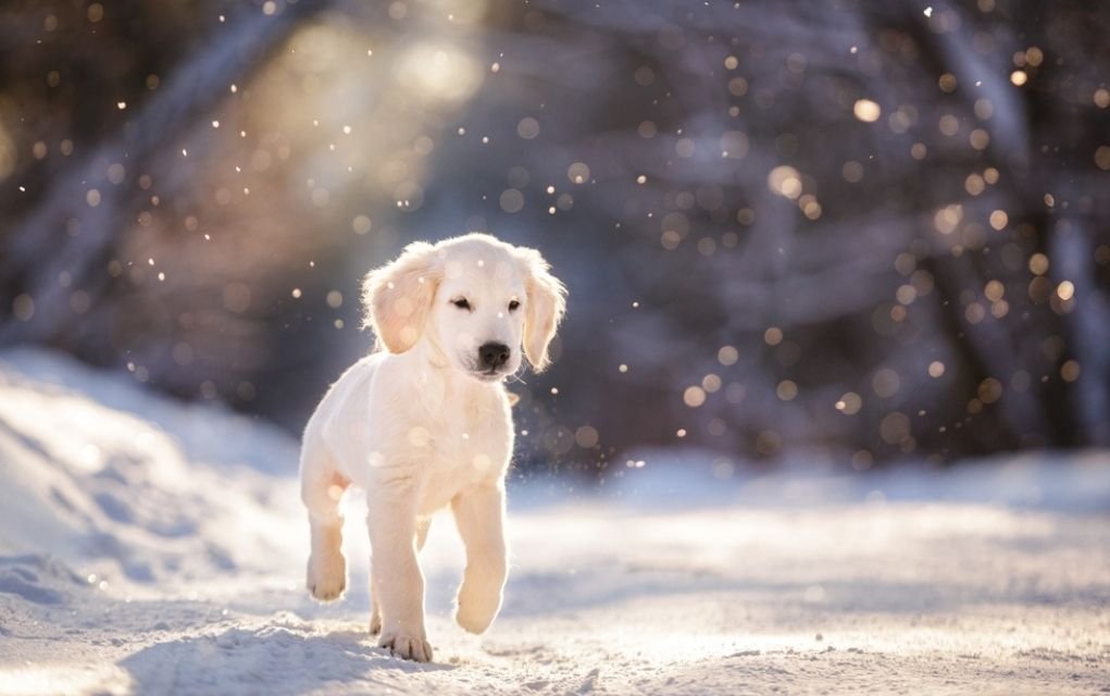 winter puppy photos.