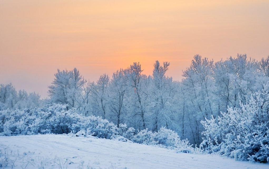 winter landscape.
