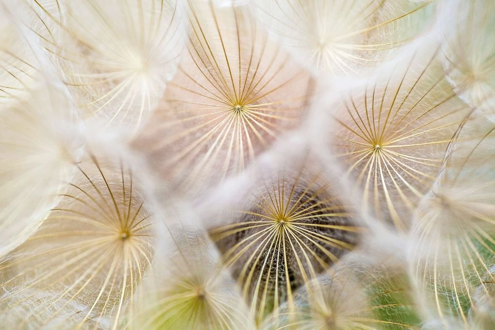 dandelion seeds up close.