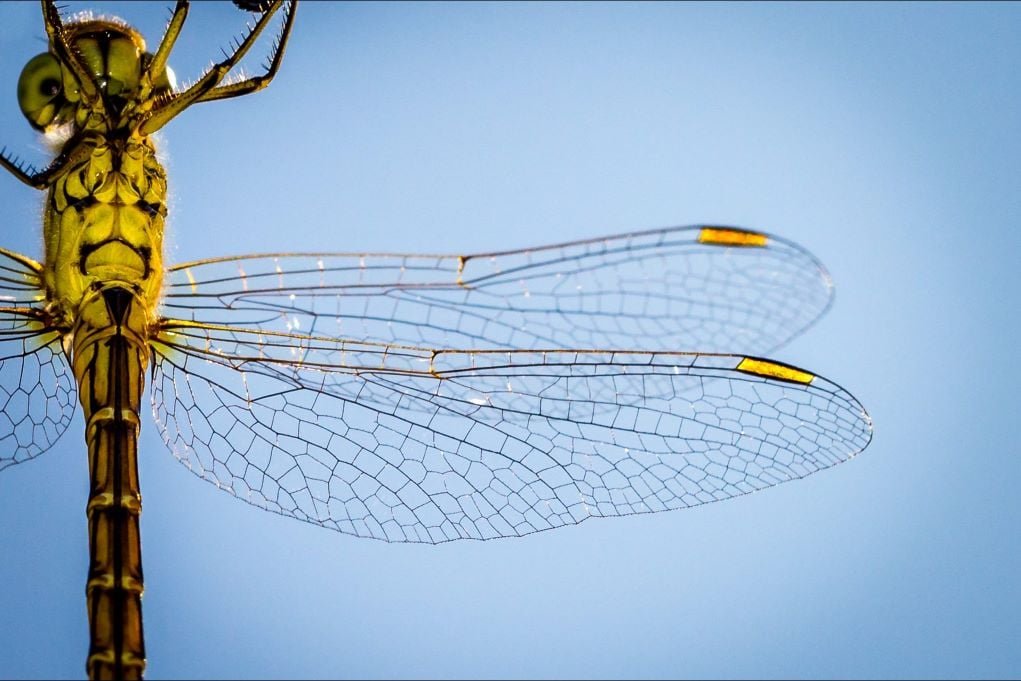 dragonfly transparent wings against blue sky for macro photography.