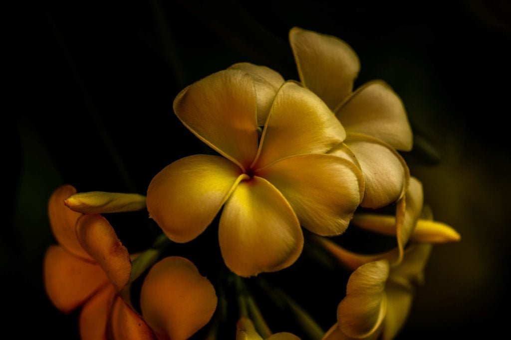 tan yellow flower petals macro.