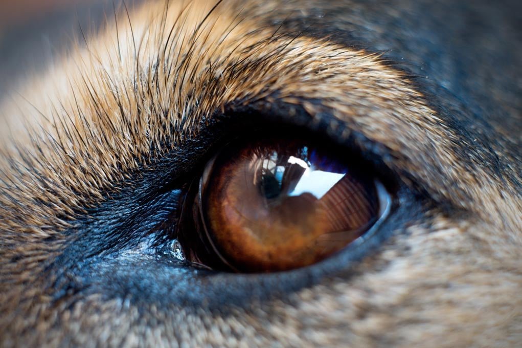 close up of a dog's eye.