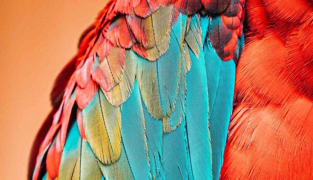 multi-colored feathers close up.