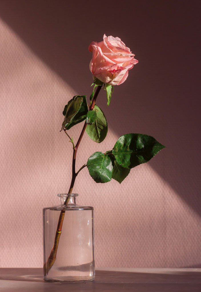 extraordinary photo of pink rose in a vase.