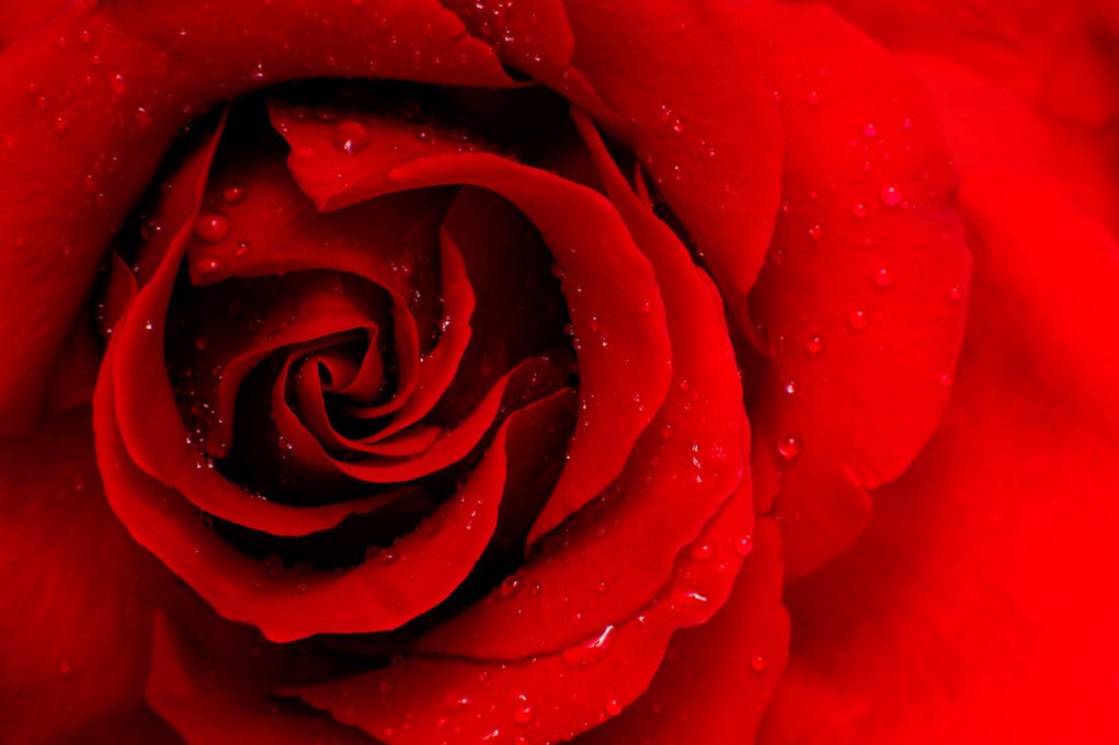 red rose close up image.