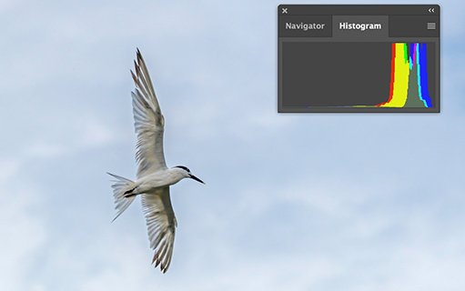 white bird flying in overcast sky with histogram of the image.