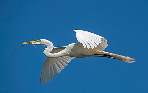 great egret white bird in flight blue sky.